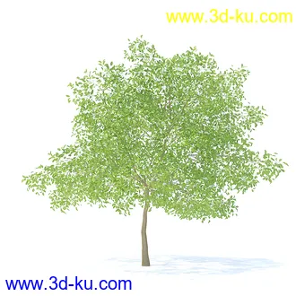 树木模型,植物模型,各种树模型共78个的图片78