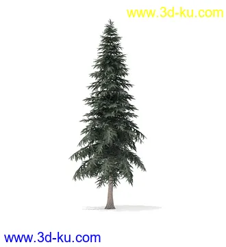 冬季针叶树模型合集,圣诞树,针叶树,松树,彬树,银杏树等模型52个的图片