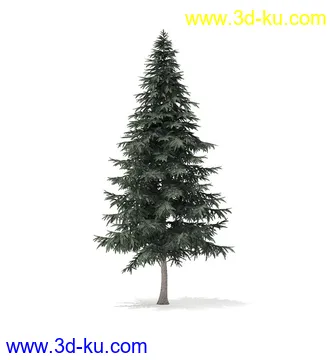 冬季针叶树模型合集,圣诞树,针叶树,松树,彬树,银杏树等模型52个的图片