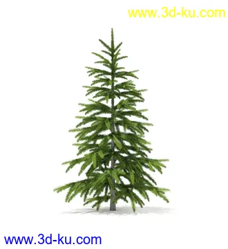 冬季针叶树模型合集,圣诞树,针叶树,松树,彬树,银杏树等模型52个的图片