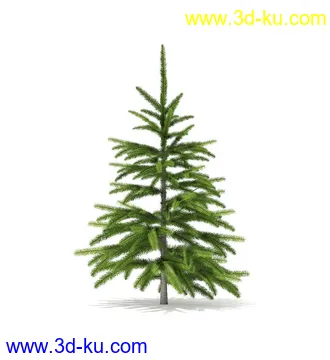 冬季针叶树模型合集,圣诞树,针叶树,松树,彬树,银杏树等模型52个的图片