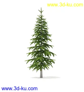 冬季针叶树模型合集,圣诞树,针叶树,松树,彬树,银杏树等模型52个的图片