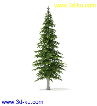 冬季针叶树模型合集,圣诞树,针叶树,松树,彬树,银杏树等模型52个的图片