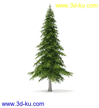 冬季针叶树模型合集,圣诞树,针叶树,松树,彬树,银杏树等模型52个的图片