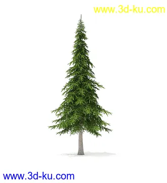 冬季针叶树模型合集,圣诞树,针叶树,松树,彬树,银杏树等模型52个的图片