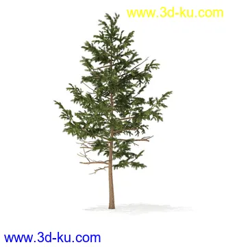 冬季针叶树模型合集,圣诞树,针叶树,松树,彬树,银杏树等模型52个的图片