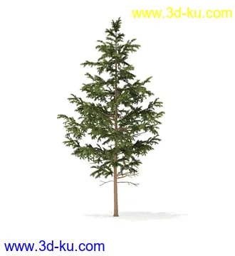 冬季针叶树模型合集,圣诞树,针叶树,松树,彬树,银杏树等模型52个的图片