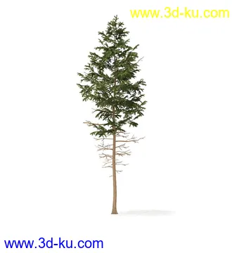 冬季针叶树模型合集,圣诞树,针叶树,松树,彬树,银杏树等模型52个的图片