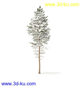 冬季针叶树模型合集,圣诞树,针叶树,松树,彬树,银杏树等模型52个的图片37