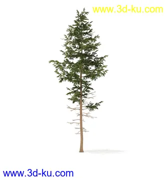 冬季针叶树模型合集,圣诞树,针叶树,松树,彬树,银杏树等模型52个的图片38