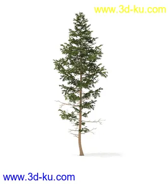 冬季针叶树模型合集,圣诞树,针叶树,松树,彬树,银杏树等模型52个的图片40