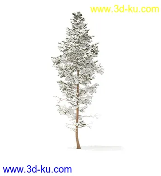 冬季针叶树模型合集,圣诞树,针叶树,松树,彬树,银杏树等模型52个的图片41