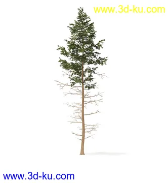 冬季针叶树模型合集,圣诞树,针叶树,松树,彬树,银杏树等模型52个的图片42