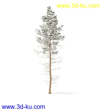 冬季针叶树模型合集,圣诞树,针叶树,松树,彬树,银杏树等模型52个的图片43