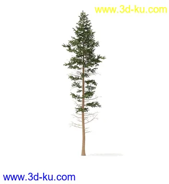 冬季针叶树模型合集,圣诞树,针叶树,松树,彬树,银杏树等模型52个的图片44