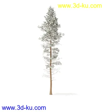 冬季针叶树模型合集,圣诞树,针叶树,松树,彬树,银杏树等模型52个的图片45
