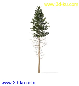 冬季针叶树模型合集,圣诞树,针叶树,松树,彬树,银杏树等模型52个的图片47