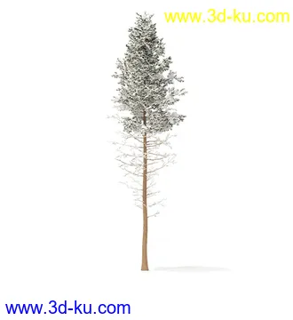 冬季针叶树模型合集,圣诞树,针叶树,松树,彬树,银杏树等模型52个的图片48