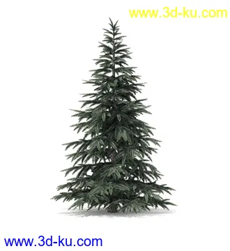 冬季针叶树模型合集,圣诞树,针叶树,松树,彬树,银杏树等模型52个的图片49