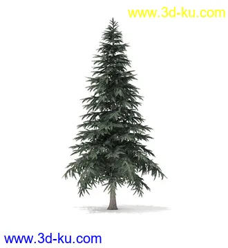 冬季针叶树模型合集,圣诞树,针叶树,松树,彬树,银杏树等模型52个的图片51