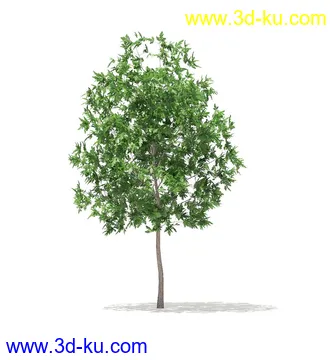 树模型,冬季树,春季树,秃树,没树叶,树干,茂盛的树,等模型54个的图片