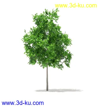 树模型,冬季树,春季树,秃树,没树叶,树干,茂盛的树,等模型54个的图片