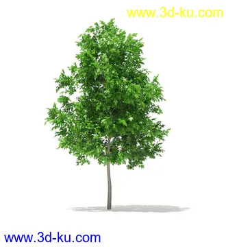 树模型,冬季树,春季树,秃树,没树叶,树干,茂盛的树,等模型54个的图片