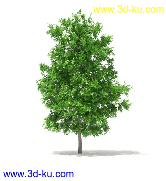 树模型,冬季树,春季树,秃树,没树叶,树干,茂盛的树,等模型54个的图片