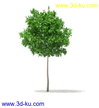 树模型,冬季树,春季树,秃树,没树叶,树干,茂盛的树,等模型54个的图片