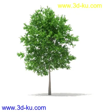 树模型,冬季树,春季树,秃树,没树叶,树干,茂盛的树,等模型54个的图片