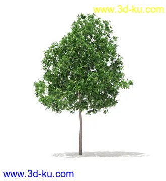 树模型,冬季树,春季树,秃树,没树叶,树干,茂盛的树,等模型54个的图片