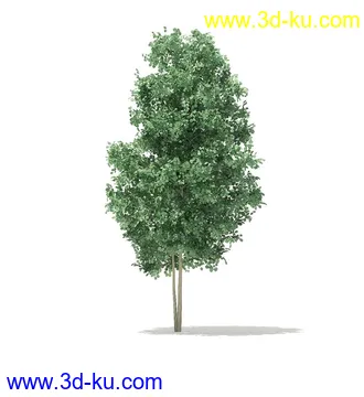 树模型,冬季树,春季树,秃树,没树叶,树干,茂盛的树,等模型54个的图片