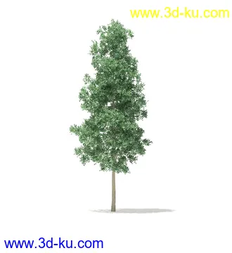 树模型,冬季树,春季树,秃树,没树叶,树干,茂盛的树,等模型54个的图片