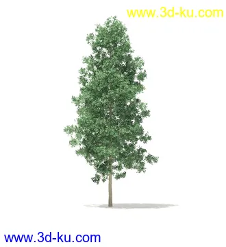 树模型,冬季树,春季树,秃树,没树叶,树干,茂盛的树,等模型54个的图片