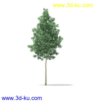 树模型,冬季树,春季树,秃树,没树叶,树干,茂盛的树,等模型54个的图片