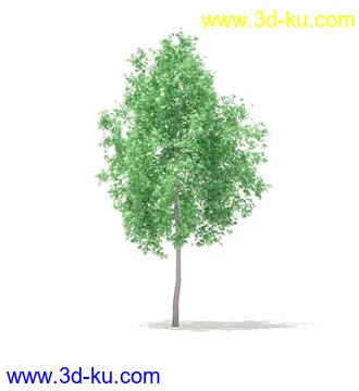 树模型,冬季树,春季树,秃树,没树叶,树干,茂盛的树,等模型54个的图片