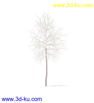树模型,冬季树,春季树,秃树,没树叶,树干,茂盛的树,等模型54个的图片