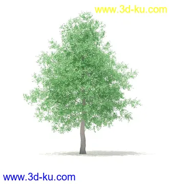 树模型,冬季树,春季树,秃树,没树叶,树干,茂盛的树,等模型54个的图片