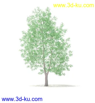 树模型,冬季树,春季树,秃树,没树叶,树干,茂盛的树,等模型54个的图片33