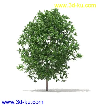 树模型,冬季树,春季树,秃树,没树叶,树干,茂盛的树,等模型54个的图片35