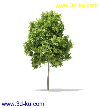 树模型,冬季树,春季树,秃树,没树叶,树干,茂盛的树,等模型54个的图片36