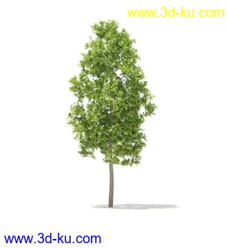 树模型,冬季树,春季树,秃树,没树叶,树干,茂盛的树,等模型54个的图片38