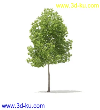 树模型,冬季树,春季树,秃树,没树叶,树干,茂盛的树,等模型54个的图片40