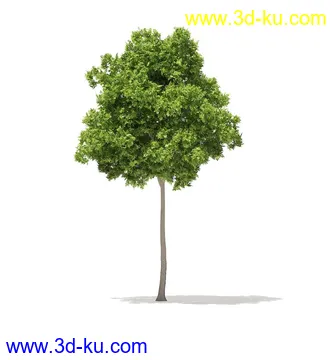 树模型,冬季树,春季树,秃树,没树叶,树干,茂盛的树,等模型54个的图片42