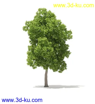 树模型,冬季树,春季树,秃树,没树叶,树干,茂盛的树,等模型54个的图片44