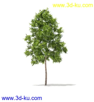 树模型,冬季树,春季树,秃树,没树叶,树干,茂盛的树,等模型54个的图片47