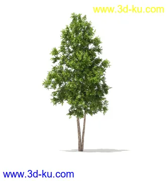 树模型,冬季树,春季树,秃树,没树叶,树干,茂盛的树,等模型54个的图片49