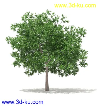 树模型,冬季树,春季树,秃树,没树叶,树干,茂盛的树,等模型54个的图片51