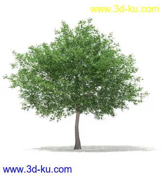 树模型,冬季树,春季树,秃树,没树叶,树干,茂盛的树,等模型54个的图片53