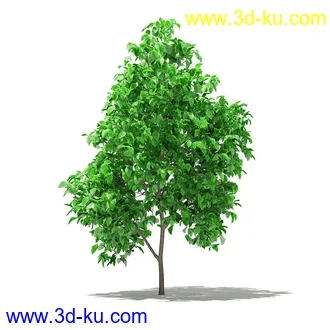 果树模型合集,梨树,橘子树,橙树,枣树,芒果树,柚树等常见的果树模型60个的图片